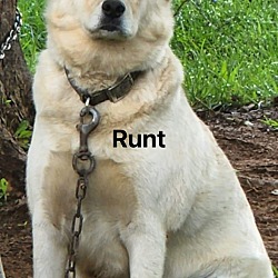 Photo of Runt