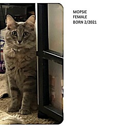 Photo of Mopsie (Highly adoptable and a real talker!!)