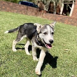 Johnston, RI - Siberian Husky. Meet Goose a Pet for Adoption ...