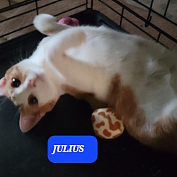 Thumbnail photo of Julius #3