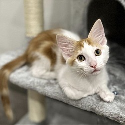 Photo of Citrus: Mandarin