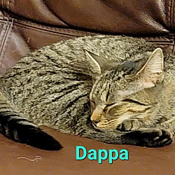 Thumbnail photo of Dappa #4