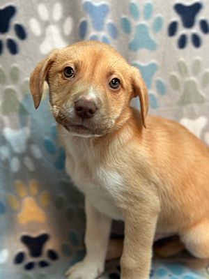 Taylors, SC - Husky/German Shepherd Dog. Meet Harry a Pet for Adoption ...