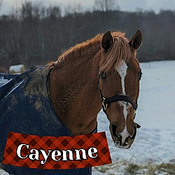 Photo of Cayenne