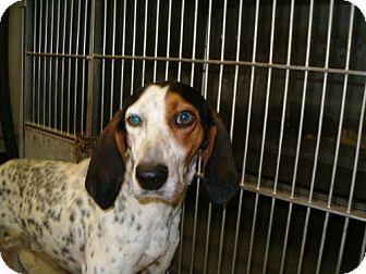 bluetick coonhound puppies for sale in ohio john delaney adopted dog 28 upper sandusky oh bluetick bluetick coonhound puppies for sale in ohio john delaney adopted dog 28 upper sandusky oh bluetick
