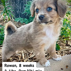 Photo of Rowan