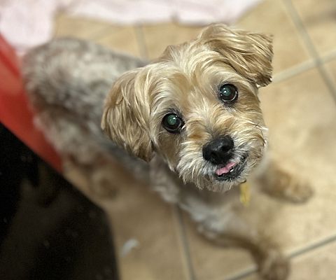 Oak Ridge, NJ - Yorkie, Yorkshire Terrier/Shih Tzu. Meet Milo a Pet for ...