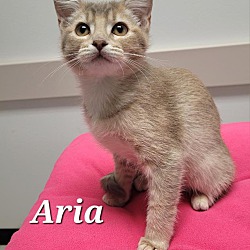 Thumbnail photo of Aria #1