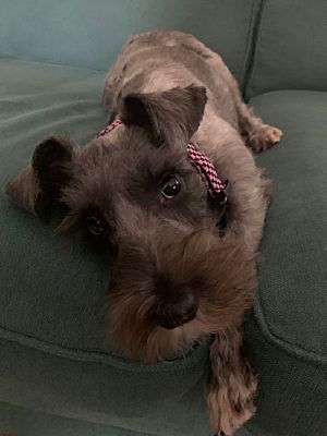 East Derry NH Miniature Schnauzer Meet Noelle A Pet For Adoption