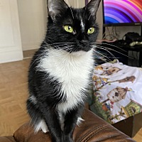 adopt a pet