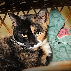 Thumbnail photo of Tootsie Pop #3