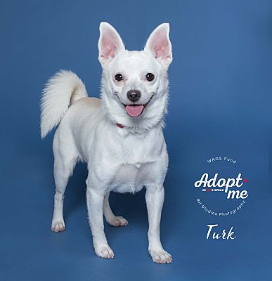 Houston Tx Shiba Inu Meet Turk A Pet For Adoption