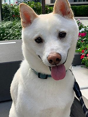 Perth Amboy, NJ - Shiba Inu. Meet Dino a Pet for Adoption - AdoptaPet.com