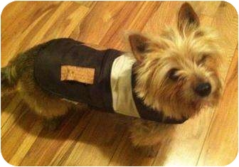 yorkie and small dog rescue