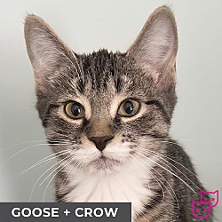 Photo of Goose (bonded with Crow)