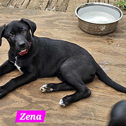 Thumbnail photo of Zena (PUPPY) #4