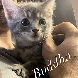 Photo of Buddha