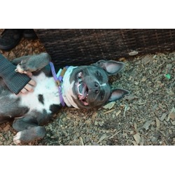 Thumbnail photo of Margarita - IN FOSTER #2