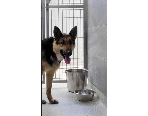 Cooperstown, Ny - German Shepherd Dog. Meet Winnie A Pet For Adoption 