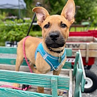 adopt a pet