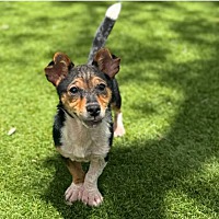 adopt-pet