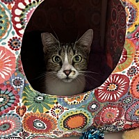adopt a pet