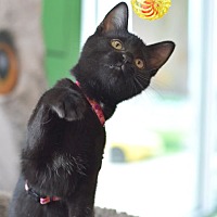 adopt a pet