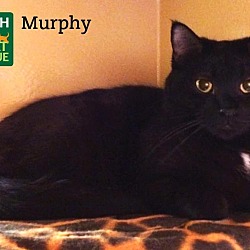 Thumbnail photo of Murphy #3