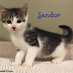 Thumbnail photo of Sandor -Adopted December  2016 #2