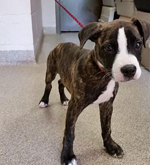brindle boxer terrier mix