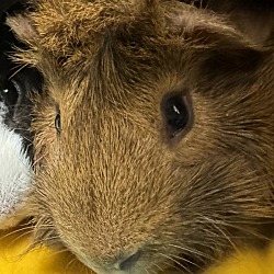 Photo of Brownie *bonded With Cookie*
