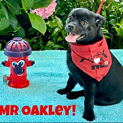 Photo of Mr. Oakley