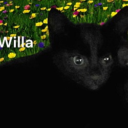 Thumbnail photo of Willa #2