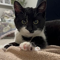 adopt a pet