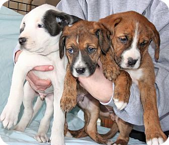 Howell Mi Boxer Meet Boxer Lab Puppies Male A Pet For Adoption