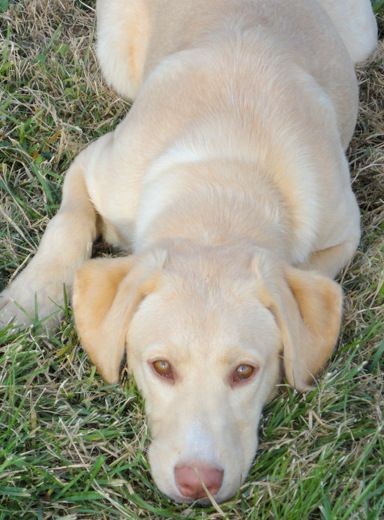 dudley labrador puppies for sale
