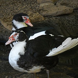 Thumbnail photo of Mr Muscovy #3
