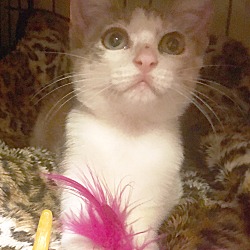 Thumbnail photo of Dilute Calico Kitten #4