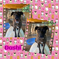 Thumbnail photo of Dashi #4