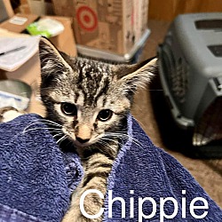 Thumbnail photo of Chippie #3