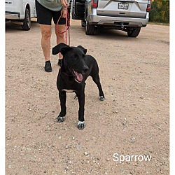 Thumbnail photo of Sparrow #2