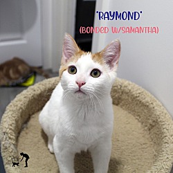 Photo of Raymond (Bonded w/Samantha)
