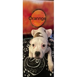 Thumbnail photo of Orange #1