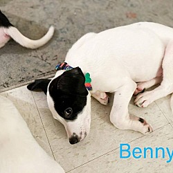 Thumbnail photo of Benny #4