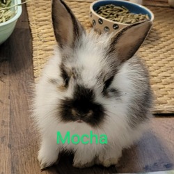 Thumbnail photo of Mocha #3