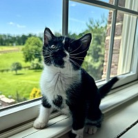 adopt a pet