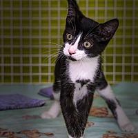adopt a pet