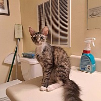 adopt a pet
