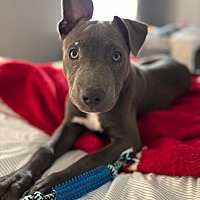 adopt a pet