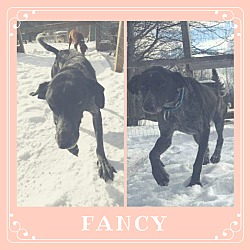 Thumbnail photo of Fancy #2